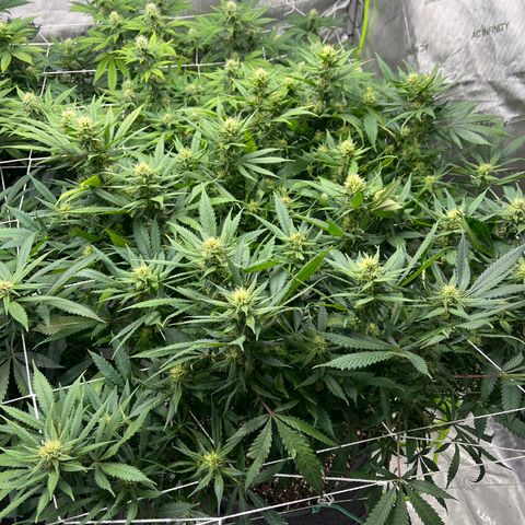 Godfather OG growlog timeline photo