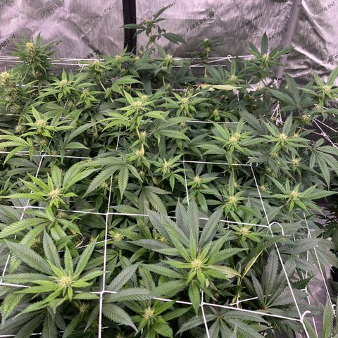 Grandaddy Purple HH growlog timeline photo