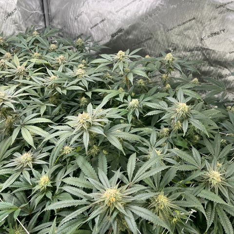 Blueberry Muffin  growlog timeline photo