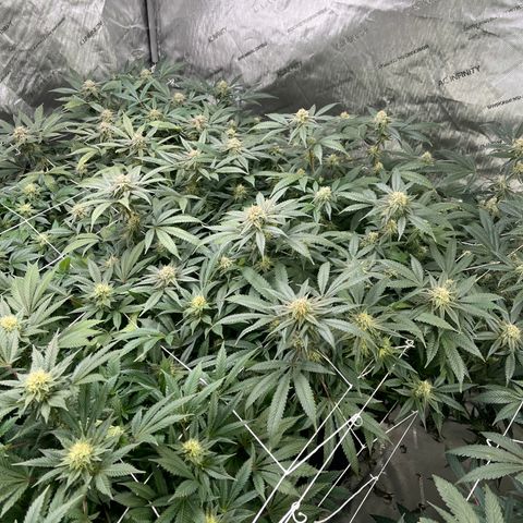 BM 4 growlog timeline photo