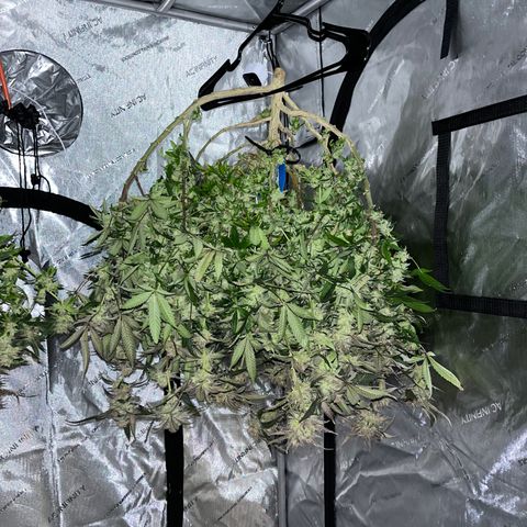 Blueberry Muffin  growlog timeline photo