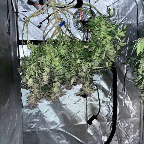 Blueberry Muffin  growlog timeline photo