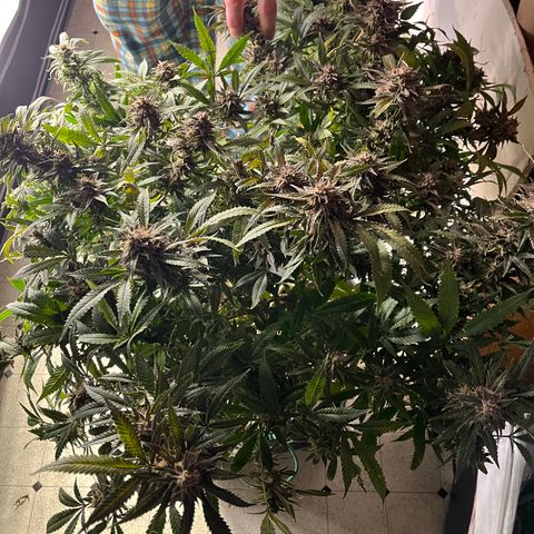 Blueberry Muffin  growlog timeline photo