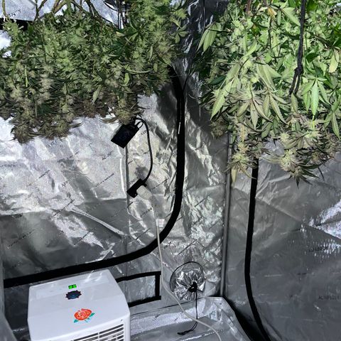 Blueberry Muffin  growlog timeline photo