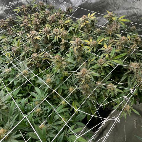 Blueberry Muffin  growlog timeline photo