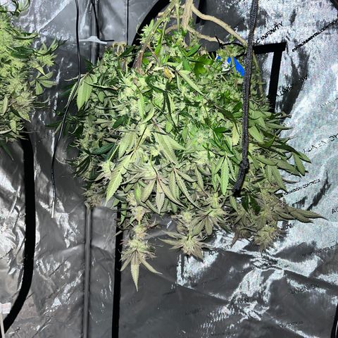 Blueberry Muffin  growlog timeline photo