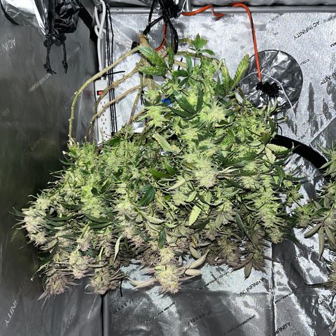 Blueberry Muffin  growlog timeline photo