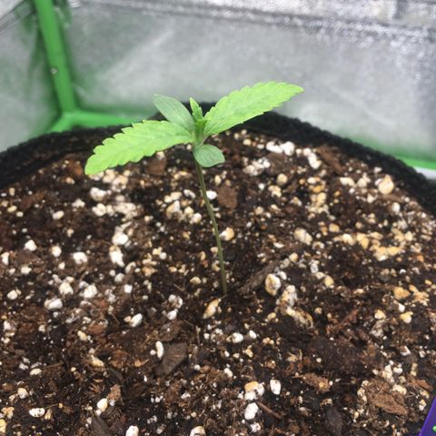 Dirty Bird growlog timeline photo