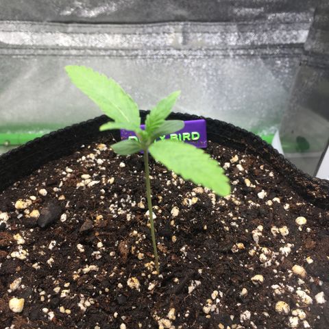 Dirty Bird growlog timeline photo