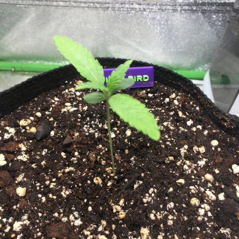Dirty Bird growlog timeline photo