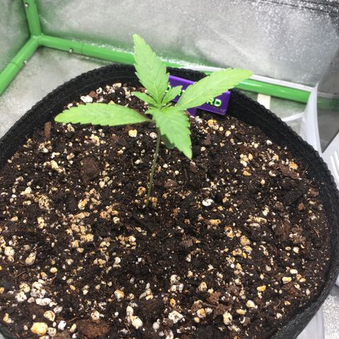 Dirty Bird growlog timeline photo