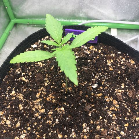 Dirty Bird growlog timeline photo