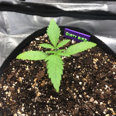 Dirty Bird growlog timeline photo