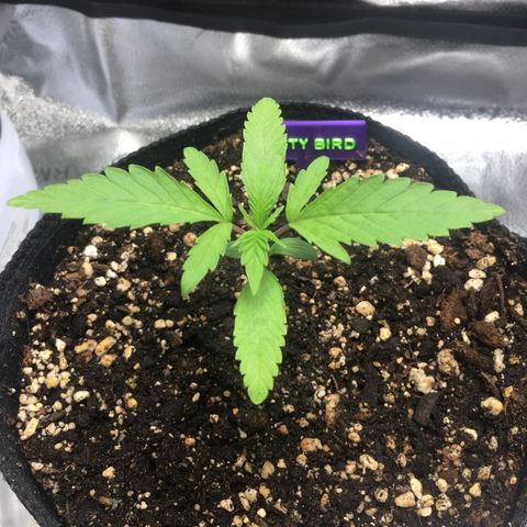 Dirty Bird growlog timeline photo