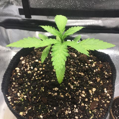 Dirty Bird growlog timeline photo