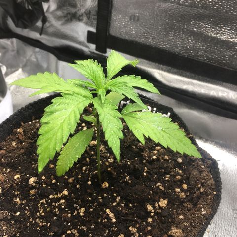 Dirty Bird growlog timeline photo