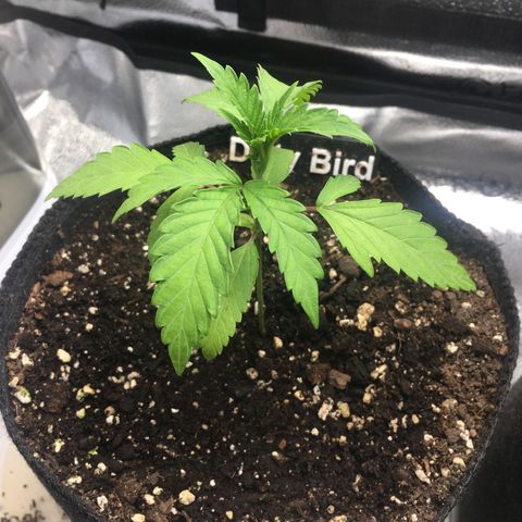Dirty Bird growlog timeline photo