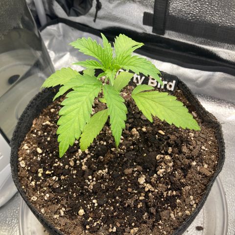 Dirty Bird growlog timeline photo