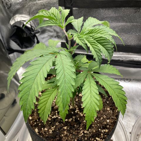 Dirty Bird growlog timeline photo