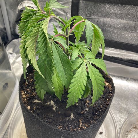 Dirty Bird growlog timeline photo
