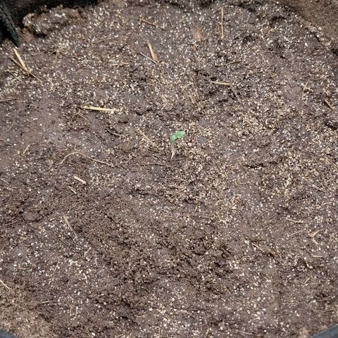 Hera growlog photo: Essa semente é muito promissora.