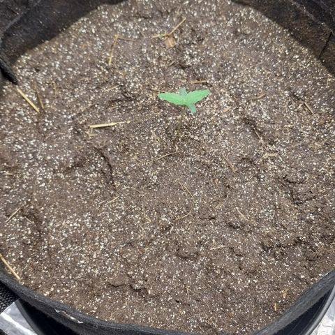 Hera growlog photo: Hora da Rega! Incrível como essas genéticas selecionadas são diferentes das sementes de prensado, logo mesmo na germinação e na plântula.