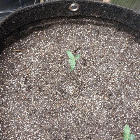 Calypso growlog timeline photo