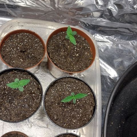 Athena growlog timeline photo