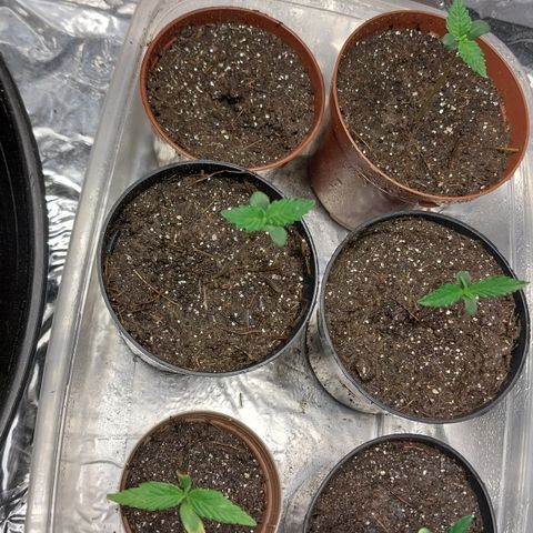 Demeter growlog timeline photo