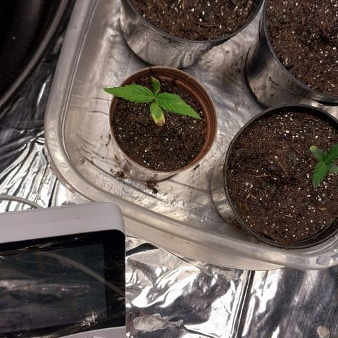 Artemis growlog timeline photo