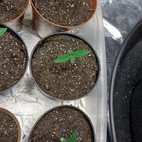 Aphrodite growlog timeline photo