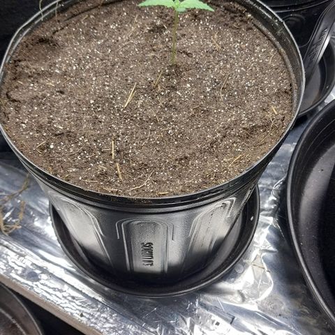 Athena growlog timeline photo