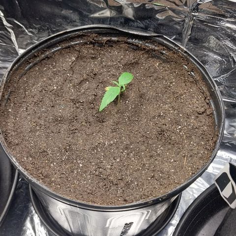 Artemis growlog timeline photo