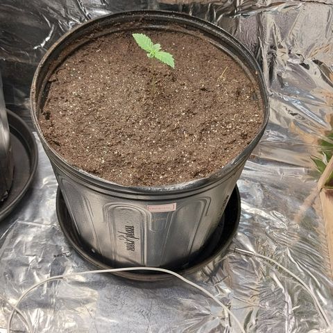Demeter growlog timeline photo