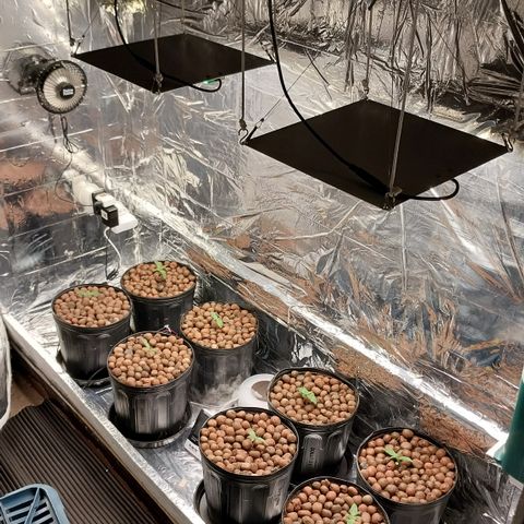Demeter growlog photo: Finalizei todos os reparos que precisava efetuar no espaço de cultivo.
Comecei a acionar as lâmpadas no esquema de 18h/6h e a deixar o mininumidificador ligado, no dentro dos vasos. Quando ele está esquematizado para ligar de 10 em 10s, pode manter o ambiente minimamente úmido por um pouco mais de 9h (tempo suficiente para deixar ligado de um dia para o outro, ou enquanto elas ficam com as luzes desligadas.