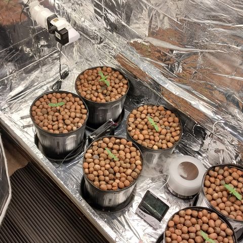 Demeter growlog photo: Utilizei todos os FANS que tinha disponível, para circular melhor o ar pela parte inferior do Grow.