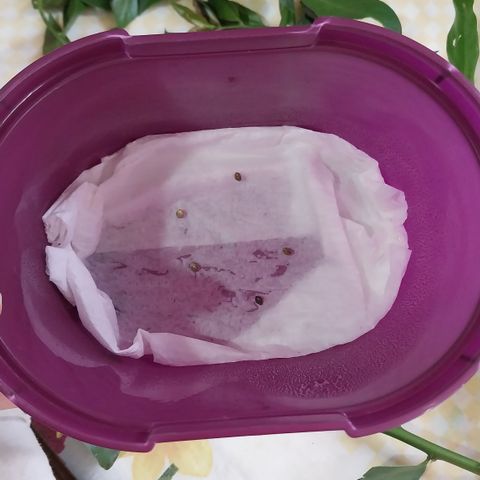 Demeter growlog photo: Cenário de Germinação 01:

Sementes de  genética desconhecida Utilizei um pouco do líquido que saí dos galhos e caule da Ora Pro Nobis para passar sobre as sementes e depois às deixarei germinar em um recipiente fechado, como no método do papel abaorvernte.

Cenário de Germinação 02:

Sementes de genética desconhecida mergulhadas numa solução de Peróxido de Hidrogênio (Água Oxigenada) para amolecer as carapaças das sementes durante 10h.
Logo após o período acima, utilizarei um pouco do líquido que saí dos galhos e caule da Ora Pro Nobis para passar sobre as sementes e depois às deixarei germinar em um recipiente fechado, como no método do papel absorvente.

Ambos os experimentos de germinação foram iniciados às 9h do dia 17/10.