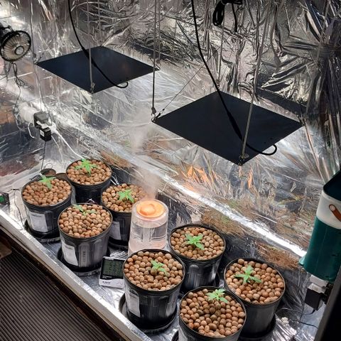 Demeter growlog photo: Finalmente coloquei um umidificador que consegue manter a umidade acima de 70% no ambiente, mesmo com a troca constante de ar pelos exaustores. Estou testando em relação à autonomia, ele promete até 10h de névoa no máximo. Em semanas com temperaturas mais amenas, poderei deixar na metade e conseguir ainda mais autonomia (até o dobro, 20h).
Deixarei a noite toda ligada, e se ao amanhecer, ainda estiver funcionando no máximo, é sinal que cumprirá com seu objetivo de automatizar ainda mais o Grow e me dar mais liberdade, não tendo que desprender tanto tempo para a irrigação e para a regulação da temperatura e umidade no grow. Com o tempo que sobrará, posso ler e aprender ainda mais sobre a cannabis e seu cultivo.