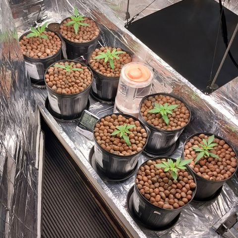 Demeter growlog photo: Acompanhando o processo de crescimento, dia após dia...
