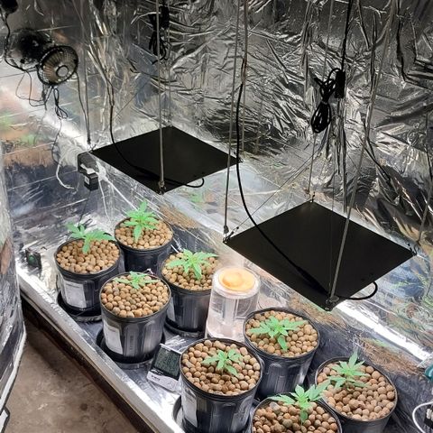 Demeter growlog photo: Ficar Alerta: Oficialmente, em termos de data, as plantas iniciaram o período vegetativo, hoje. Logo logo começa a rotina de treinamentos (LST) e podas (Topping/FIM).