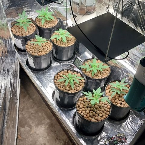 Demeter growlog photo: Crescimento acelerado das minhas garotas...