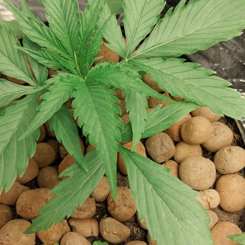 Demeter growlog photo: Plantas apresentando sinais de mutirão proximidade com a fonte luminosa. 