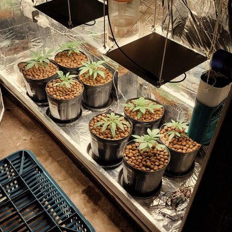 Demeter growlog photo: Preciso de mais um mini ventilador para o lado esquerdo do Grow...
