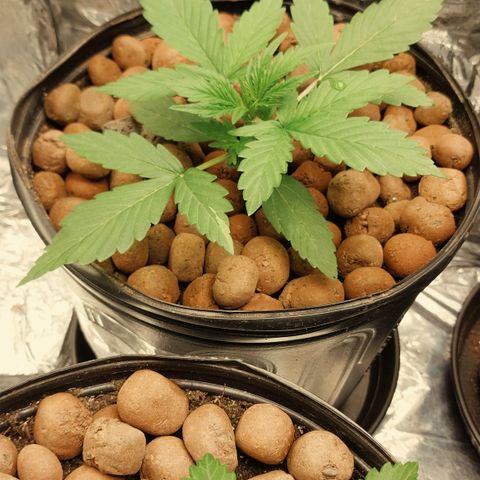 Hera growlog photo: Foto da evolução da planta Hera - Dutch Blue Auto Feminizada