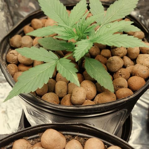 Hera growlog photo: Foto da evolução da planta Hera - Dutch Blue Auto Feminizada