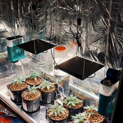 Demeter growlog photo: Fiz algumas melhorias no Grow...Adicionei mais um ventilador, potente e barato (comprei o do meu irmão)