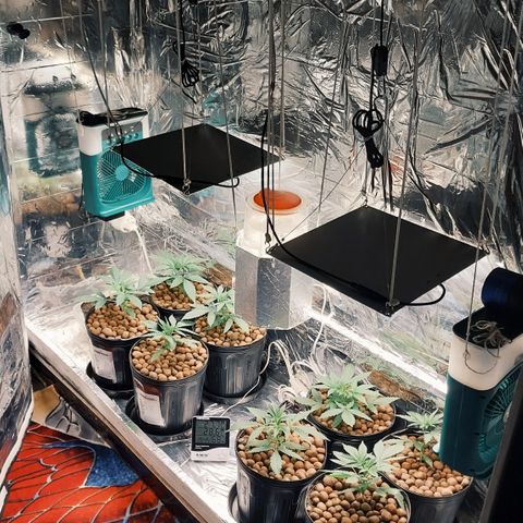 Demeter growlog photo: Cada vez melhor! Hoje consegui resolver mais um problema: suspendi no teto, através de cordas, o umidificador. Agora, sobra mais espaço para as plantas crescerem na parte inferior do espaço de cultivo.