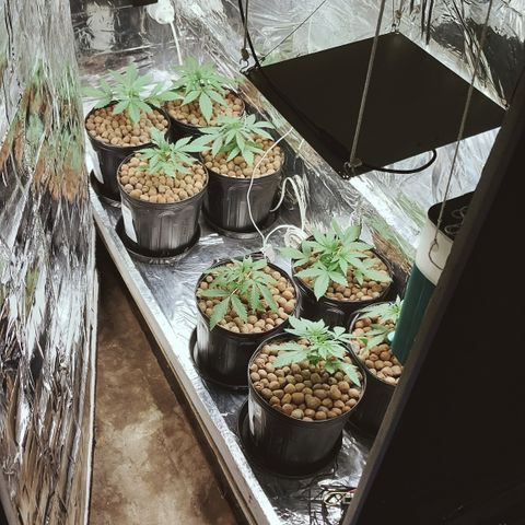 Demeter growlog photo: Como elas estavam antes de sair para ir no centro da cidade com meu pai, antes delas dormirem...