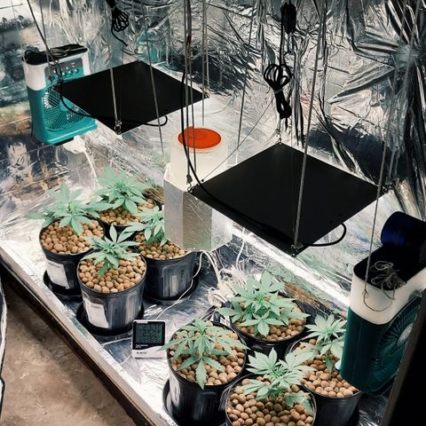 Demeter growlog photo: Foto retirada pela parte da manhã (7h20min), para nós humanos. Para as plantas, devido ao fotoperíodo das luzes, é o equivalente às 19h.