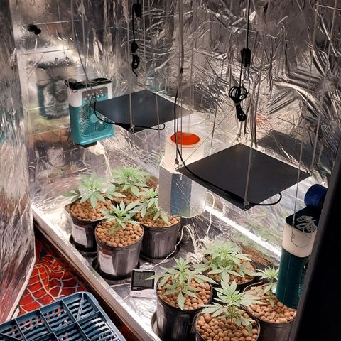 Demeter growlog photo: Antes de realizar as podas apicais (Topping).